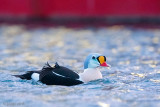 King Eider - Koningseider - Somateria spectabilis