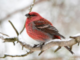 Pine Grosbeak - Haakbek - Pinicola enucleator