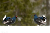 Black Grouse - Korhoen - Lyrurus tetrix