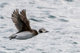 Long-tailed Duck - IJseend - Clangula hyemalis