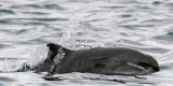 Harbour Porpoise - Bruinvis - Phocoena phocoena
