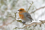 Pine Grosbeak - Haakbek - Pinicola enucleator