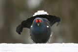 Black Grouse - Korhoen - Lyrurus tetrix