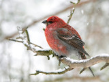Pine Grosbeak - Haakbek - Pinicola enucleator