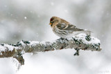 Common Redpoll - Grote Barmsijs -Acanthis flammea