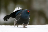 Black Grouse - Korhoen - Lyrurus tetrix