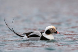 Long-tailed Duck - IJseend - Clangula hyemalis