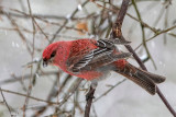 Pine Grosbeak - Haakbek - Pinicola enucleator