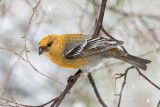 Pine Grosbeak - Haakbek - Pinicola enucleator