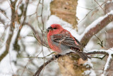 Pine Grosbeak - Haakbek - Pinicola enucleator