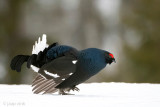 Black Grouse - Korhoen - Lyrurus tetrix