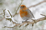 Pine Grosbeak - Haakbek - Pinicola enucleator