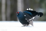 Black Grouse - Korhoen - Lyrurus tetrix