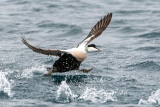 Common Eider - Eider - Somateria mollissima