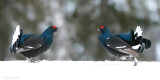 Black Grouse - Korhoen - Lyrurus tetrix