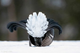 Black Grouse - Korhoen - Lyrurus tetrix