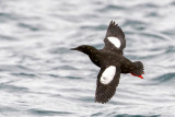 Black Guillemot - Zwarte Zeekoet - Cepphus grylle