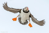 Atlantic Puffin - Papegaaiduiker - Fratercula arctica