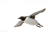 Common Guillemot - Zeekoet - Uria aalge