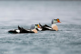 King Eider - Koningseider - Somateria spectabilis