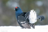 Black Grouse - Korhoen - Lyrurus tetrix