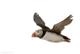 Atlantic Puffin - Papegaaiduiker - Fratercula arctica