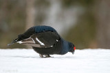 Black Grouse - Korhoen - Lyrurus tetrix