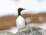 Common Guillemot - Zeekoet - Uria aalge