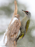 Grey-headed Woodpecker - Grijskopspecht - Picus canus