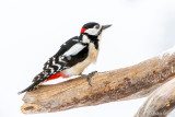Great Spotted Woodpecker - Grote Bonte Specht - Dendrocopos major