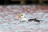 King Eider - Koningseider - Somateria spectabilis