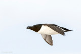 Razorbill - Alk - Alca torda