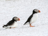 Atlantic Puffin - Papegaaiduiker - Fratercula arctica