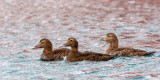 Common Eider - Eider - Somateria mollissima