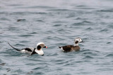 Long-tailed Duck - IJseend - Clangula hyemalis