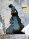 European Shag - Kuifaalscholver - Phalacrocorax aristotelis