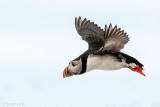 Atlantic Puffin - Papegaaiduiker - Fratercula arctica
