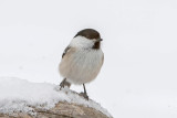Willow Tit - Markup - Poecile montanus