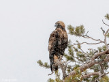 Golden Eagle - Steenarend - Aquila chrysaetos