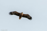 White-tailed Eagle - Zeearend - Haliaeetus albicilla