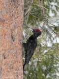Black Woodpecker - Zwarte Specht - Dryocopus martius