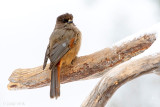 Siberian Jay - Taigagaai - Perisoreus infaustus
