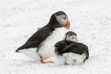 Atlantic Puffin - Papegaaiduiker - Fratercula arctica