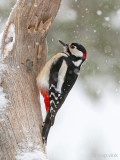 Great Spotted Woodpecker - Grote Bonte Specht - Dendrocopos major
