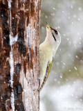 Grey-headed Woodpecker - Grijskopspecht - Picus canus