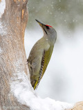 Grey-headed Woodpecker - Grijskopspecht - Picus canus