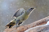 Grey-headed Woodpecker - Grijskopspecht - Picus canus