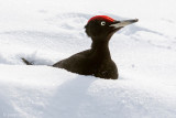 Black Woodpecker - Zwarte Specht - Dryocopus martius
