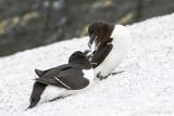 Razorbill - Alk - Alca torda