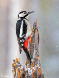 Great Spotted Woodpecker - Grote Bonte Specht - Dendrocopos major